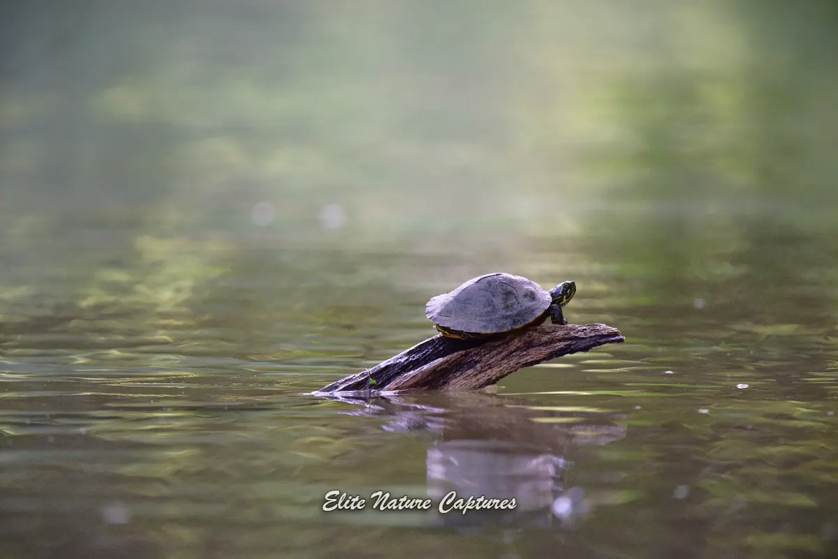 Box Turtle Resting in Natural Habitat