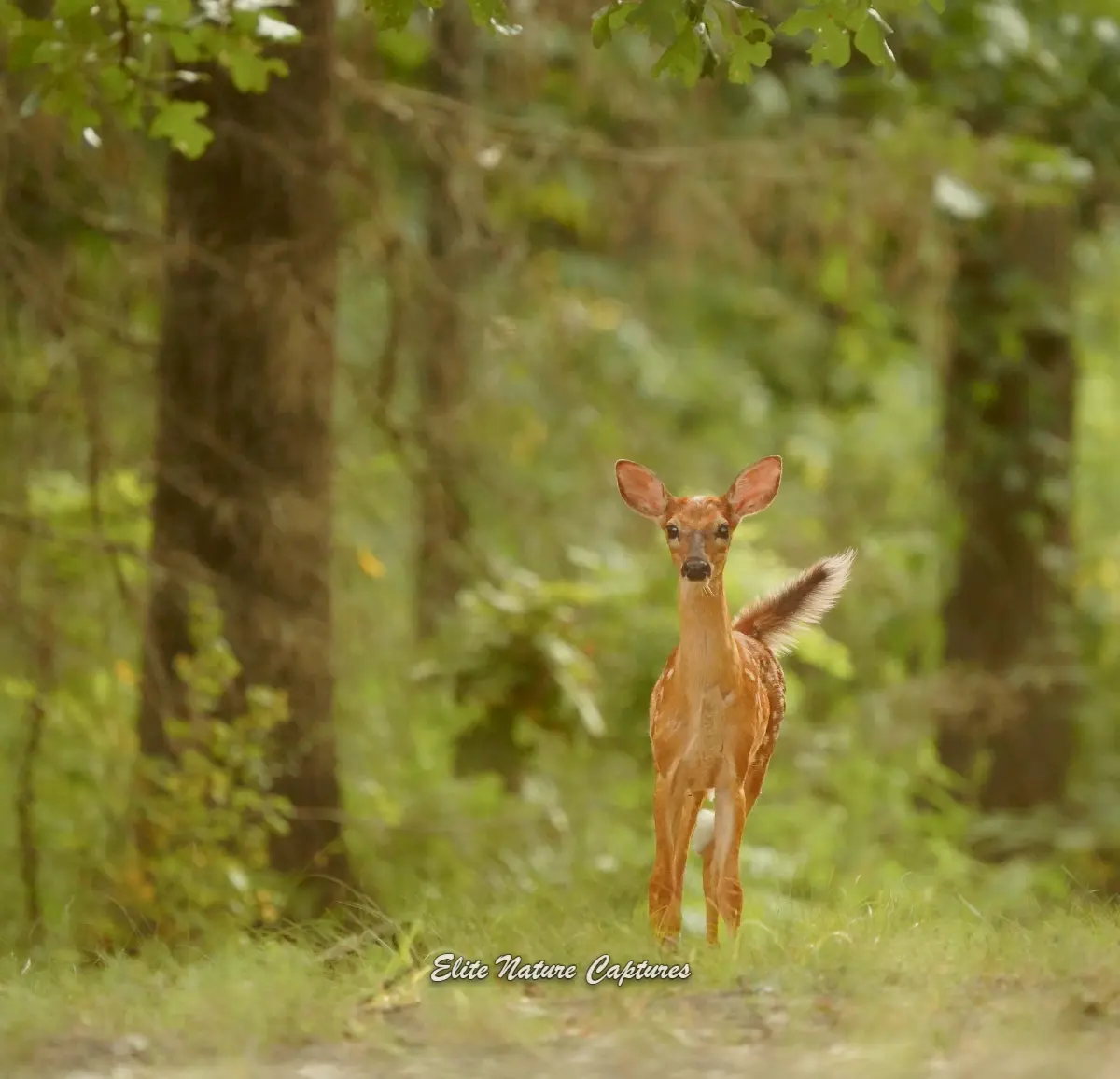 Curios White-tailed deer fawn