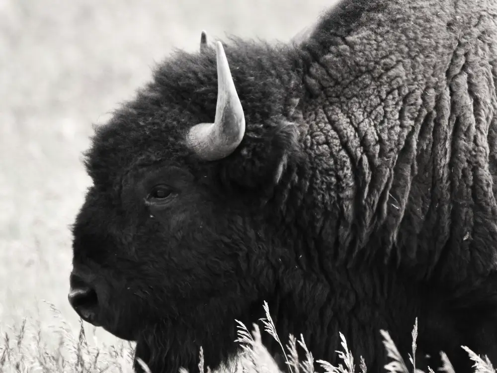 Bison in Grand Teton National Park - Wildlife Photography